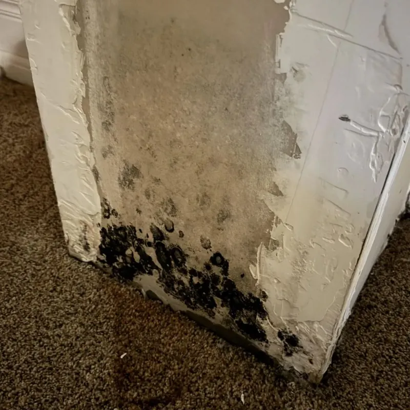 Professional Mold Removal in Clarendon, TX